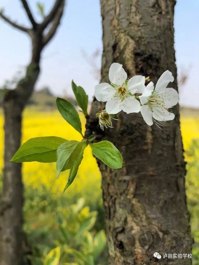 【喜报】实验校师生“泸县第十届校园艺术节”荣获26个奖项！(图26)