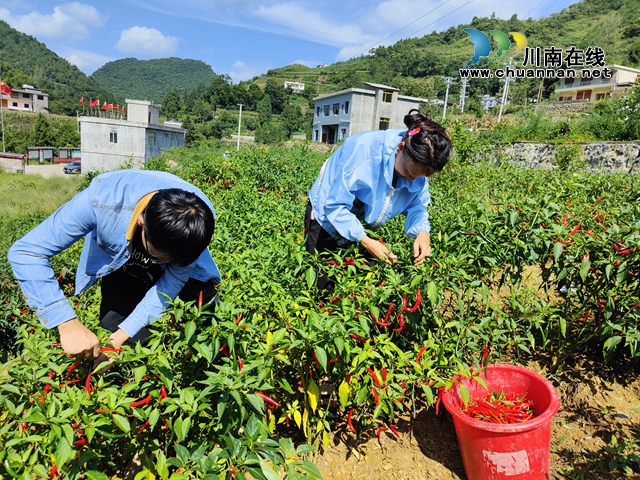 古蔺县石宝镇：朝天椒丰收 “火”了农民的好日子(图2)