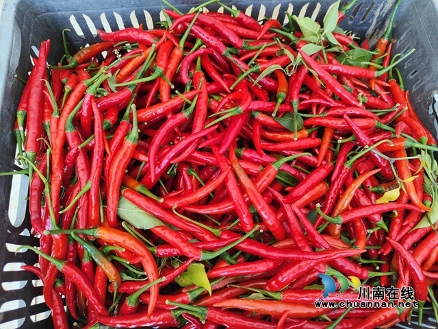 古蔺县石宝镇：朝天椒丰收 “火”了农民的好日子(图3)