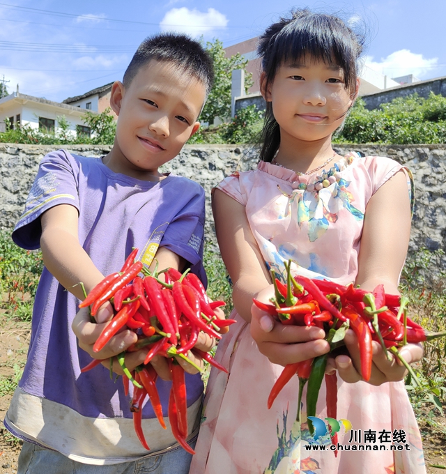 古蔺县石宝镇：朝天椒丰收 “火”了农民的好日子(图4)