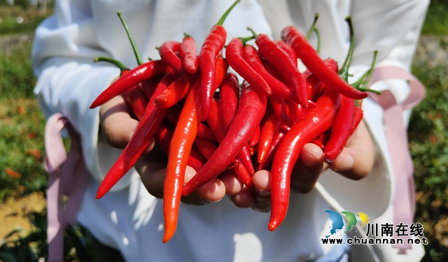 古蔺县石宝镇：朝天椒丰收 “火”了农民的好日子(图5)