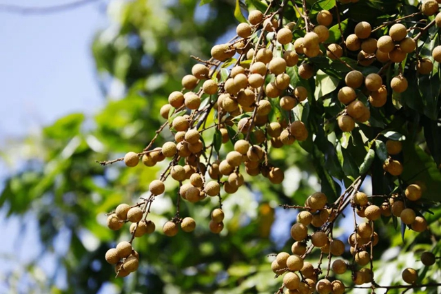 3因素致大幅减产，泸州桂圆今年“身价”大涨！