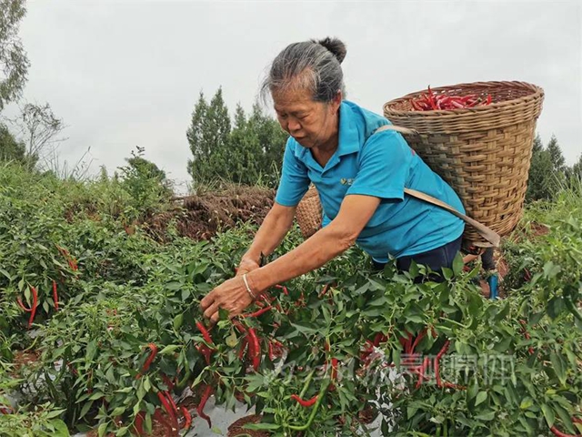 丰收！内江这里喜获“一片红”(图3)