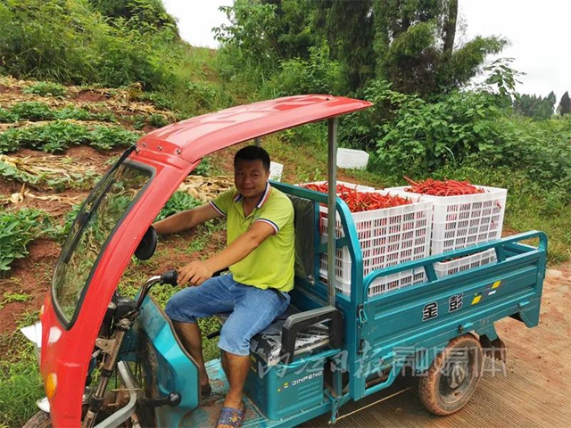 丰收！内江这里喜获“一片红”(图5)