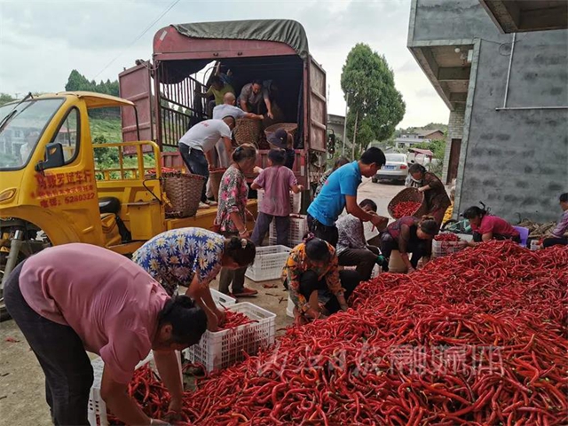 丰收！内江这里喜获“一片红”(图7)