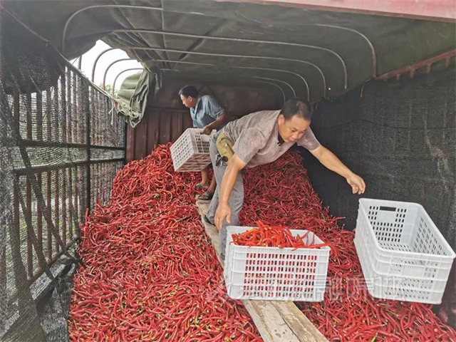 丰收！内江这里喜获“一片红”(图9)