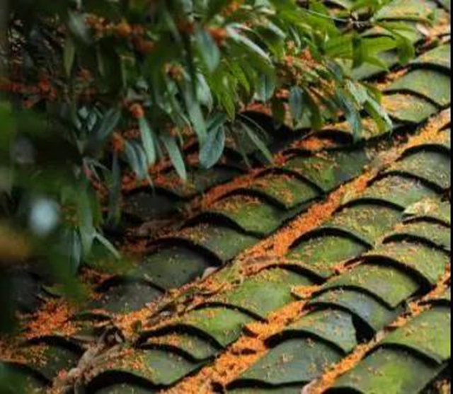 江阳的秋，从一场桂花雨开始！(图1)