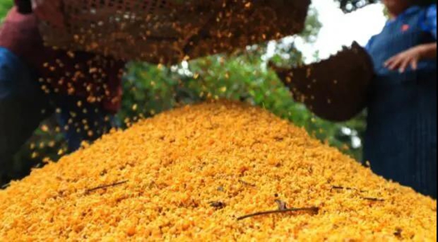 江阳的秋，从一场桂花雨开始！(图5)