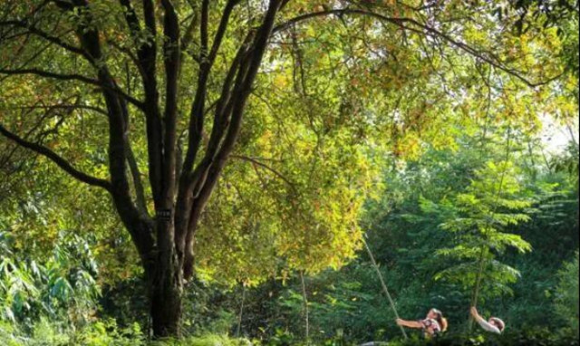江阳的秋，从一场桂花雨开始！(图3)