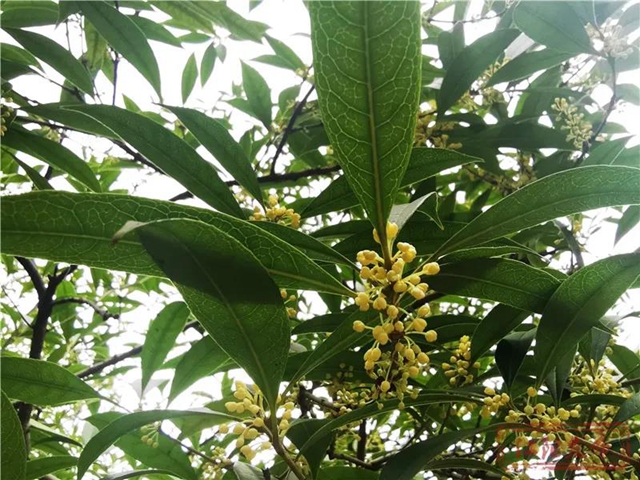 江阳的秋，从一场桂花雨开始！(图4)