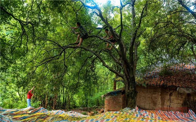 江阳的秋，从一场桂花雨开始！(图6)