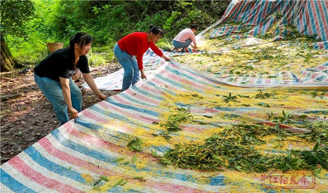 江阳的秋，从一场桂花雨开始！(图7)