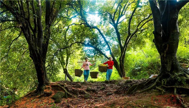 江阳的秋，从一场桂花雨开始！(图9)