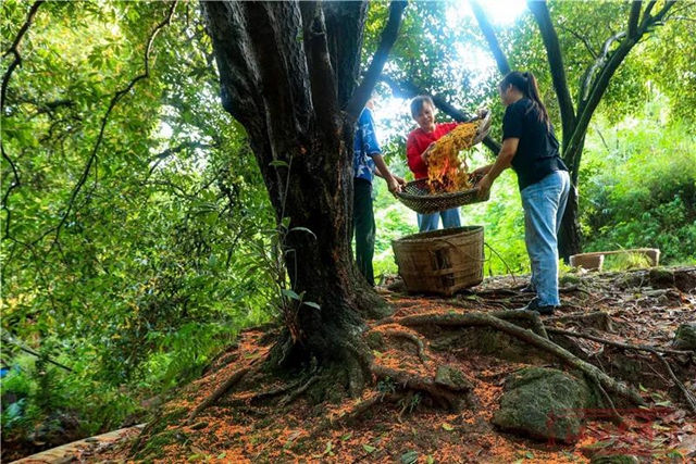 江阳的秋，从一场桂花雨开始！(图8)