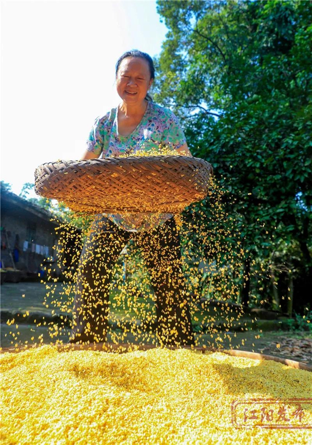 江阳的秋，从一场桂花雨开始！(图10)