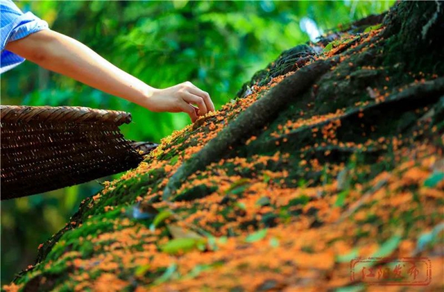 江阳的秋，从一场桂花雨开始！(图11)