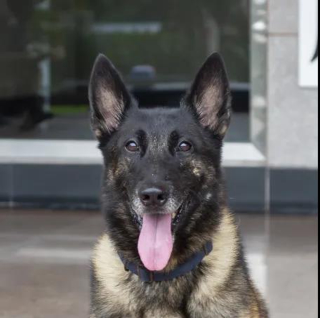 警犬出击，泸县开展寄递物流毒品查缉行动！(图3)