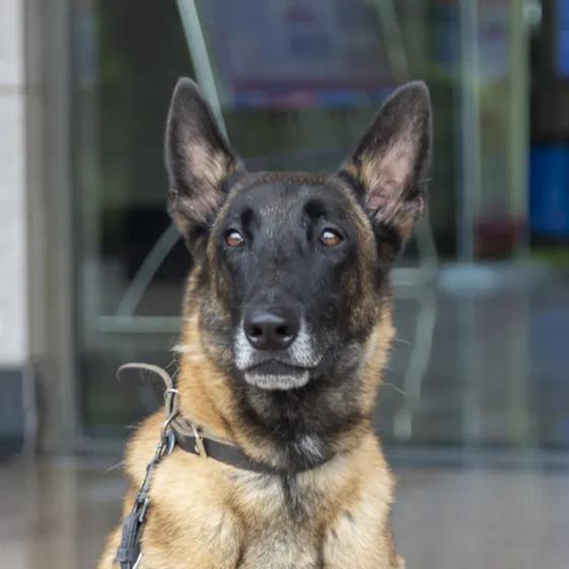 警犬出击，泸县开展寄递物流毒品查缉行动！(图4)