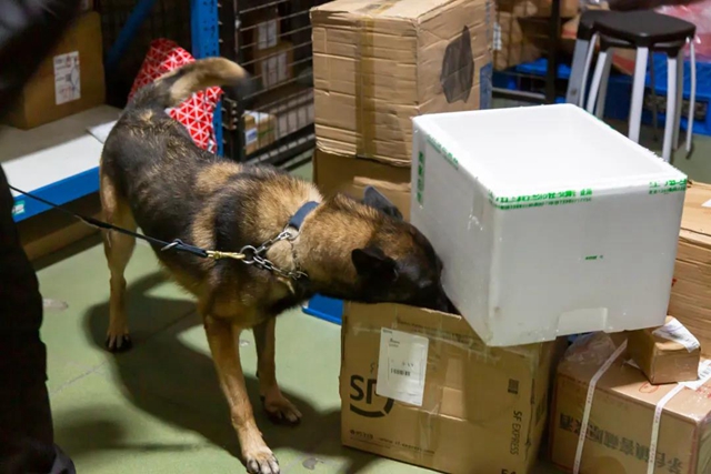 警犬出击，泸县开展寄递物流毒品查缉行动！(图6)
