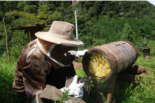 超甜！古蔺深山里的“甜蜜事业”……(图1)