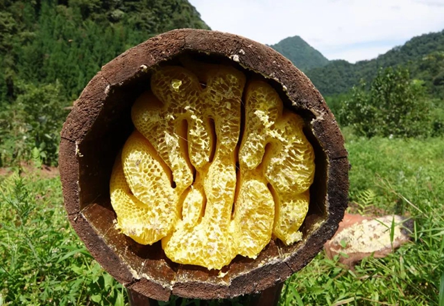 超甜！古蔺深山里的“甜蜜事业”……(图3)