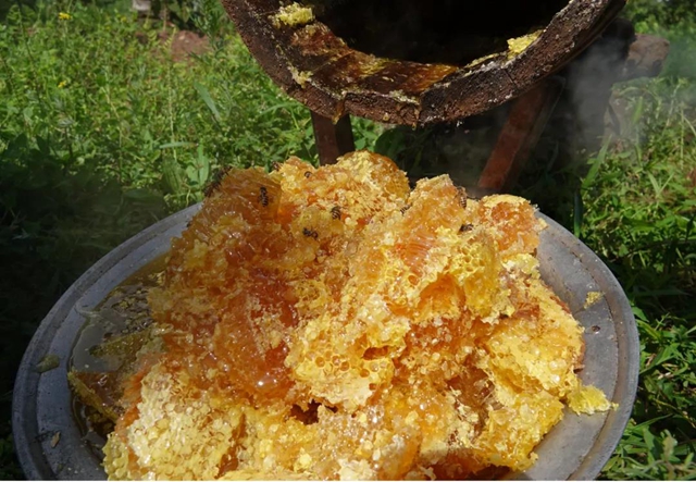 超甜！古蔺深山里的“甜蜜事业”……(图4)