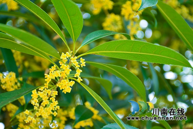 古蔺县金兰街道：十里桂香惹人醉，花不醉人人自醉(图3)