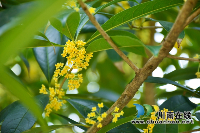 古蔺县金兰街道：十里桂香惹人醉，花不醉人人自醉(图2)