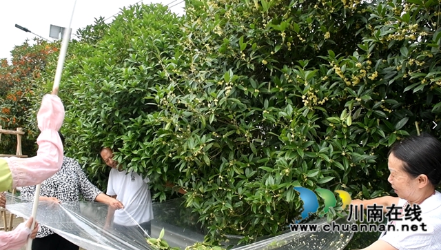 古蔺县金兰街道：十里桂香惹人醉，花不醉人人自醉(图7)