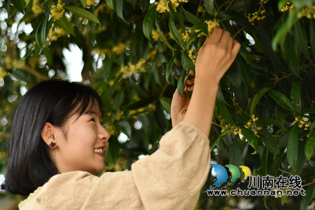 古蔺县金兰街道：十里桂香惹人醉，花不醉人人自醉(图4)