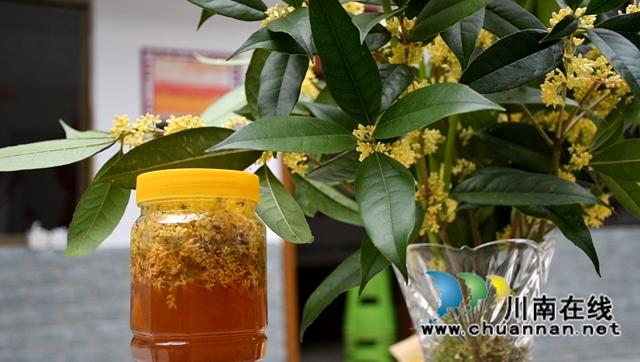 古蔺县金兰街道：十里桂香惹人醉，花不醉人人自醉(图5)