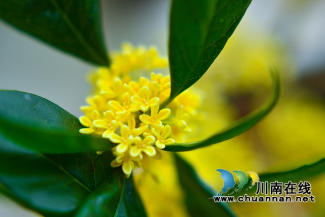 古蔺县金兰街道：十里桂香惹人醉，花不醉人人自醉(图9)