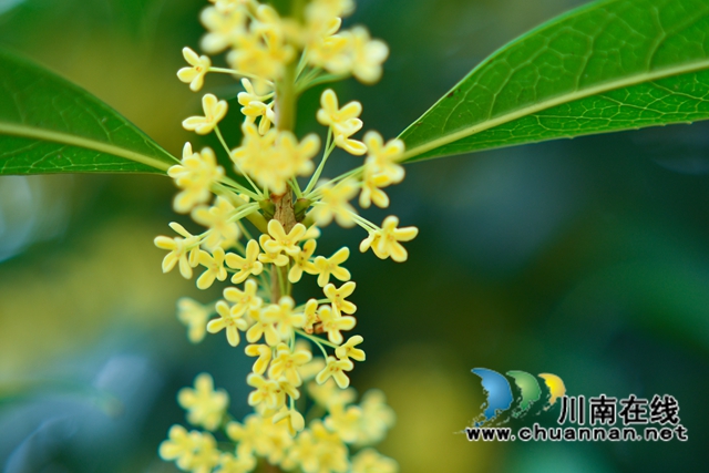 古蔺县金兰街道：十里桂香惹人醉，花不醉人人自醉(图8)