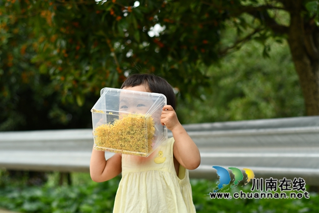 古蔺县金兰街道：十里桂香惹人醉，花不醉人人自醉(图13)