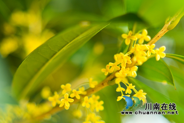 古蔺县金兰街道：十里桂香惹人醉，花不醉人人自醉(图12)