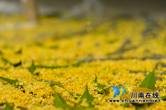 古蔺县金兰街道：十里桂香惹人醉，花不醉人人自醉(图11)