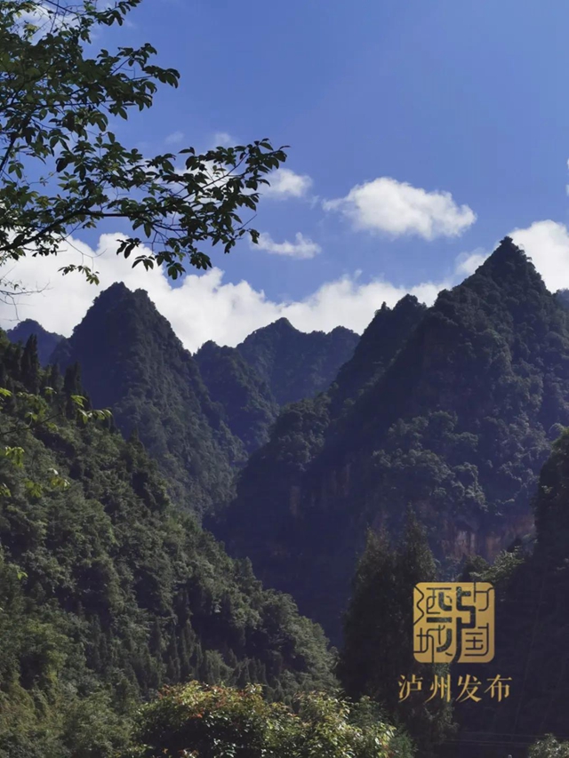 四川第二、泸州首例！古蔺黄荆老林自然保护中心成立(图5)