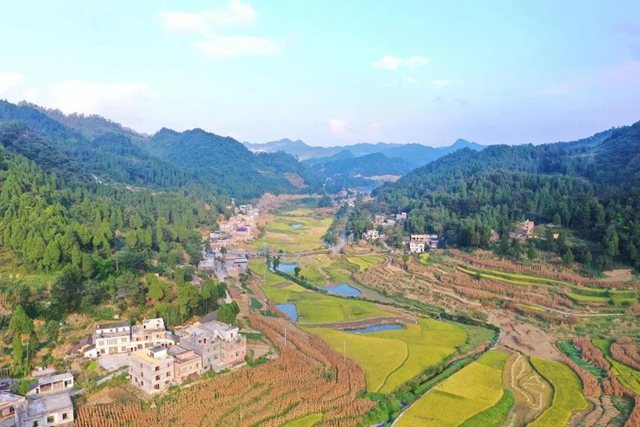 古蔺：稻香鱼肥，一田双赢……(图1)