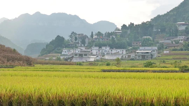 古蔺：稻香鱼肥，一田双赢……(图2)