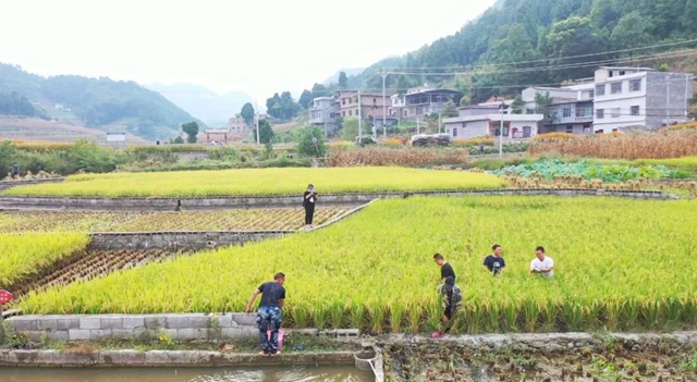 古蔺：稻香鱼肥，一田双赢……(图3)