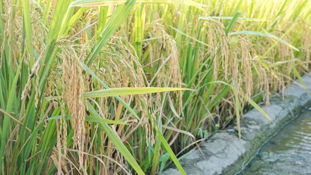 古蔺：稻香鱼肥，一田双赢……(图4)