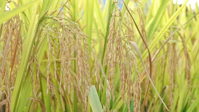 古蔺：稻香鱼肥，一田双赢……(图7)