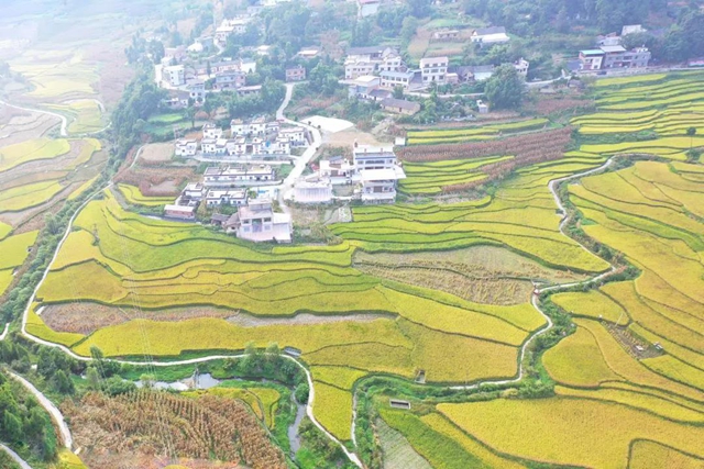 古蔺：稻香鱼肥，一田双赢……(图8)