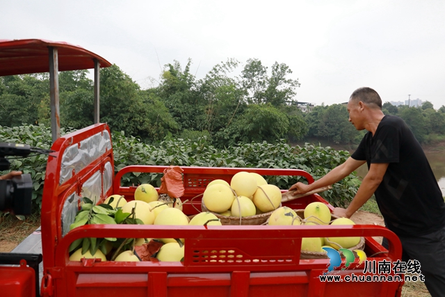 龙马潭：金秋果飘香，红心蜜柚开启返乡农民工甜蜜新生活(图4)