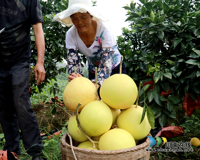 龙马潭：金秋果飘香，红心蜜柚开启返乡农民工甜蜜新生活(图2)
