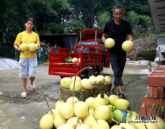 龙马潭：金秋果飘香，红心蜜柚开启返乡农民工甜蜜新生活(图5)
