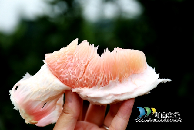 龙马潭：金秋果飘香，红心蜜柚开启返乡农民工甜蜜新生活(图9)