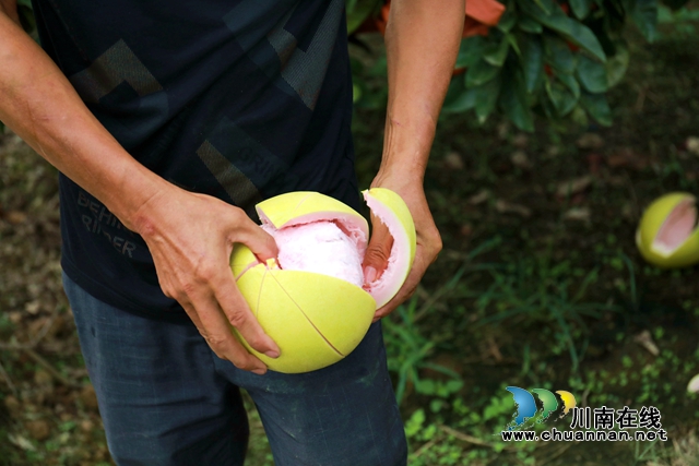 龙马潭：金秋果飘香，红心蜜柚开启返乡农民工甜蜜新生活(图10)