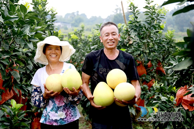 龙马潭：金秋果飘香，红心蜜柚开启返乡农民工甜蜜新生活(图11)