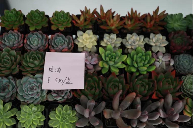 在泸州，有一种文明叫24小时自助花店(图6)